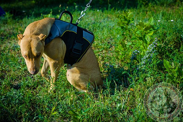 Pitbull nylon harness of lightweight material with nickel plated hardware for daily walks