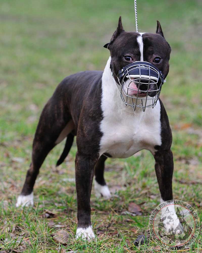 wire dog muzzle for pitbull terrier