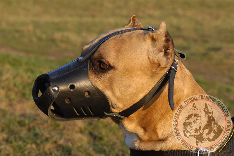 dog anti bark muzzle