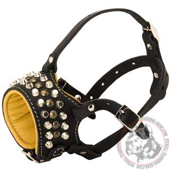 Soft Nappa Padded Leather Muzzle for Pit Bull with Brass Studs